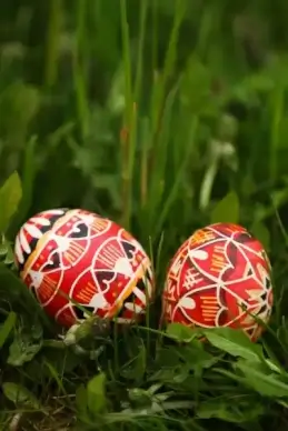easter eggs in grass