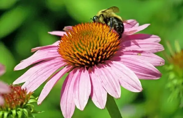 echinacea echinacea paradoxa bloom