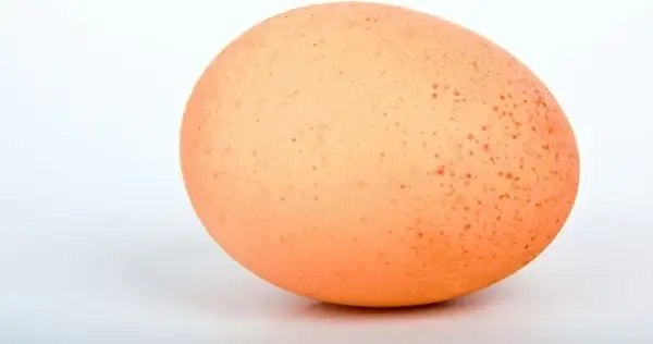 egg