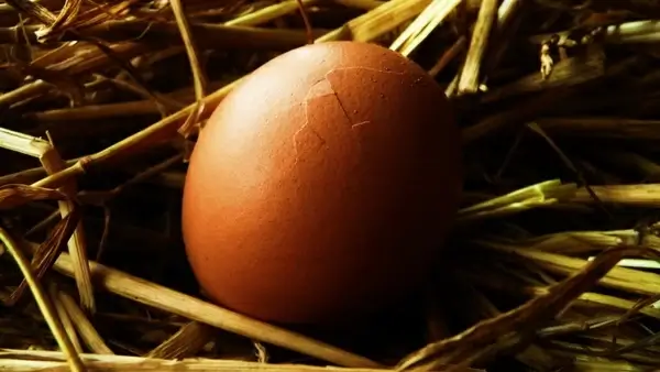 egg and straw