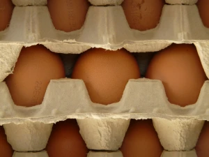 egg egg box food