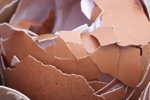egg shell