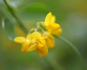 egg yolk yellow