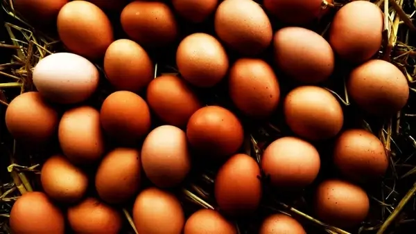 eggs