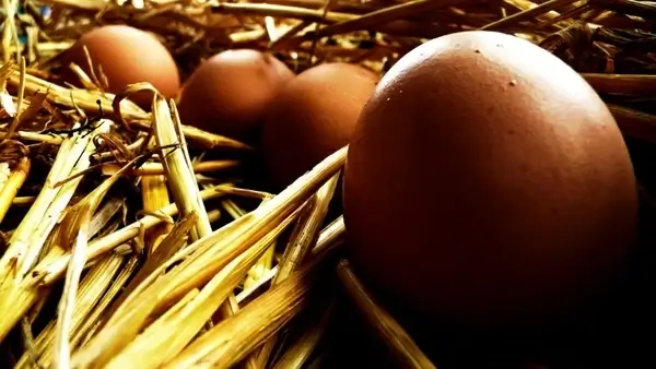 eggs and straw
