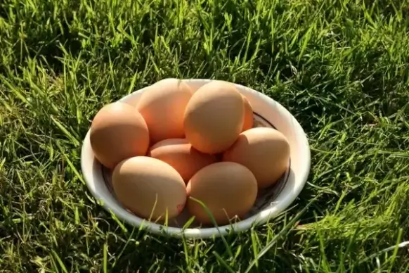 eggs in the grass