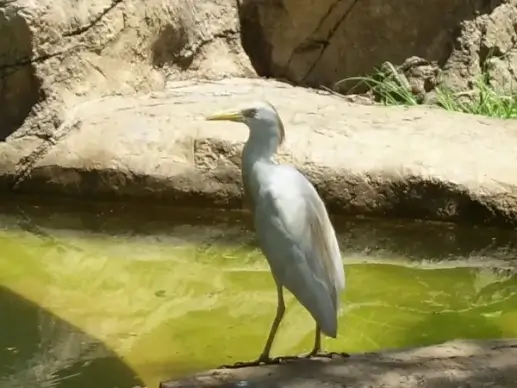 egret