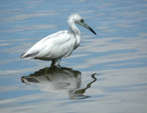 egret white bird
