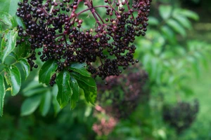elderberries