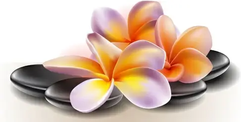 elegant orchids design vector