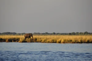 elephant wasserelefant hiking lonely