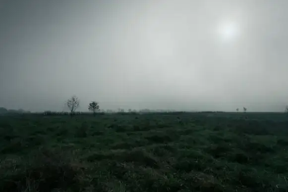 environment field fog forest grass haze horizon