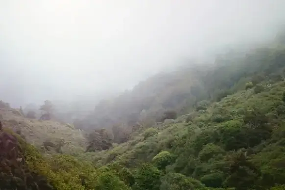 environment fog forest hill landscape lush mist