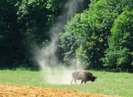 european bison