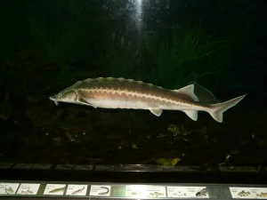 european sturgeon fish swim
