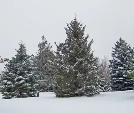 evergreens in snow