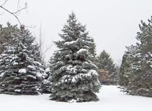 evergreens in snow