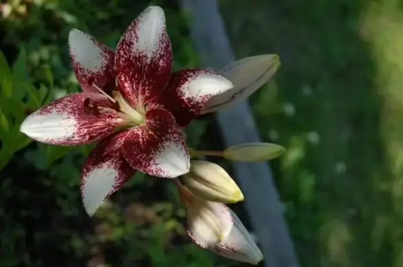 exotic lily