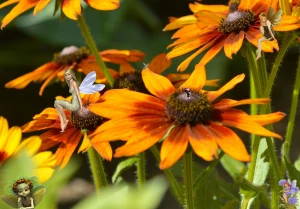 fairies among flowers