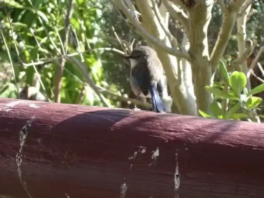 fairy wren