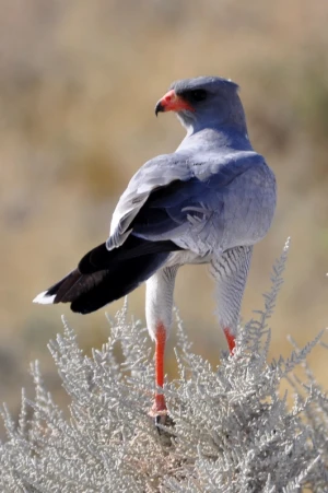falcon move bird