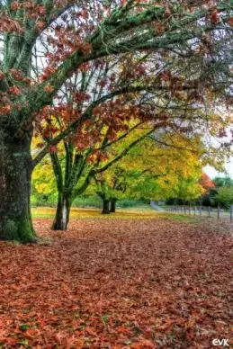 fall autumn trees