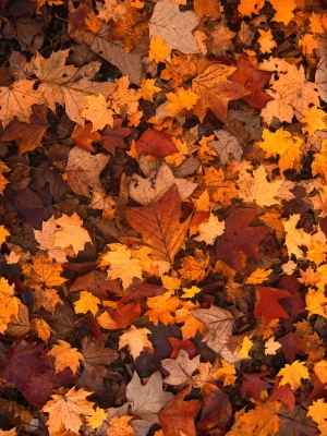 fall foliage autumn leaves