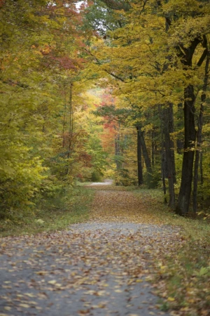 fall foliage autumn leaves