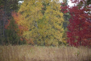 fall foliage autumn leaves trees