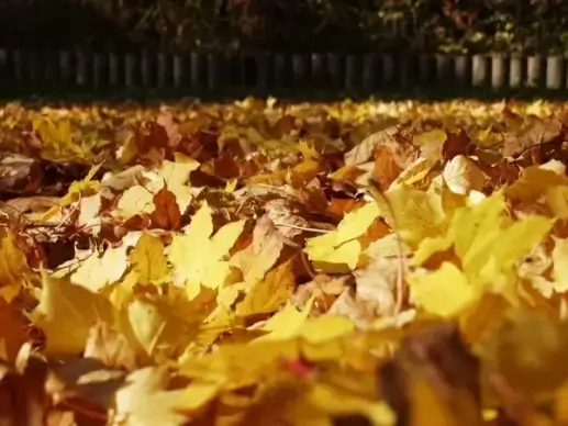 fall foliage maple leaves fallen