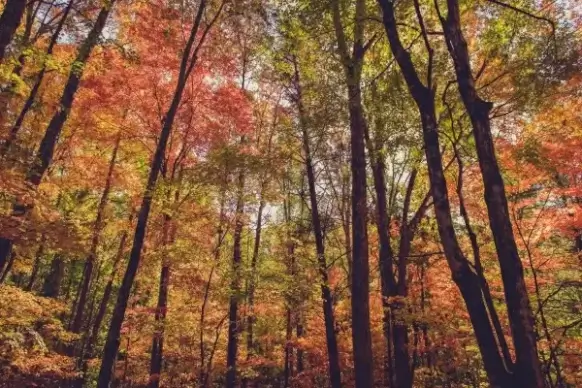 fall forest trees