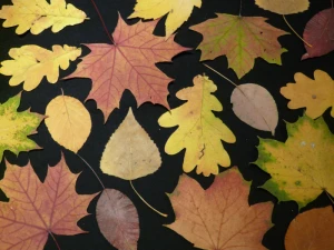 fall leaves pressed tinker