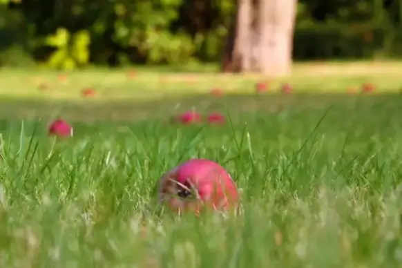 fallen apples in grass
