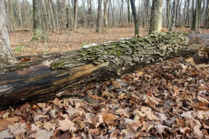 fallen tree with lichen in blue mound state park wisconsin