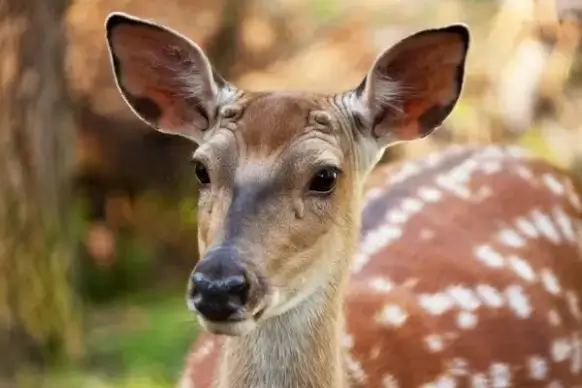 fallow deer