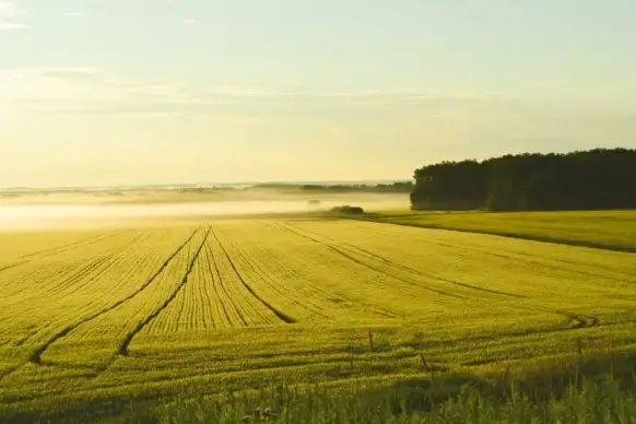 farm view picture tranquil contrast