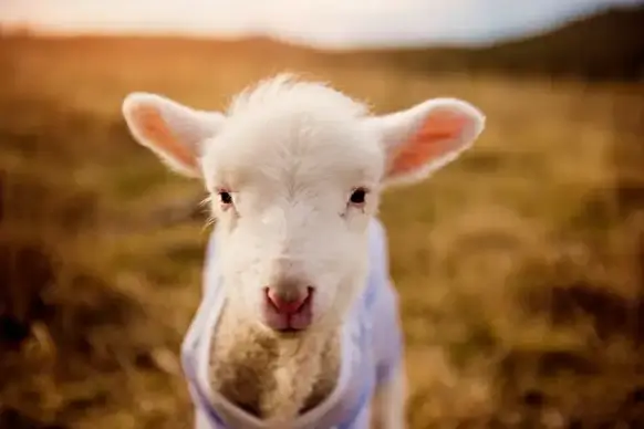 farming picture cute  sheep face closeup