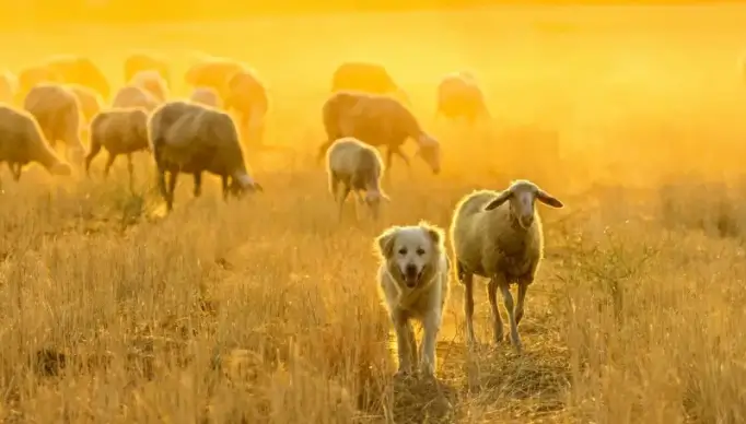 farming picture dog sheep meadow scene 