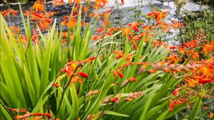 fast clip of natural stream and flowers motion