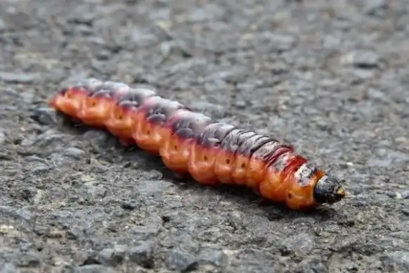 fat caterpillar