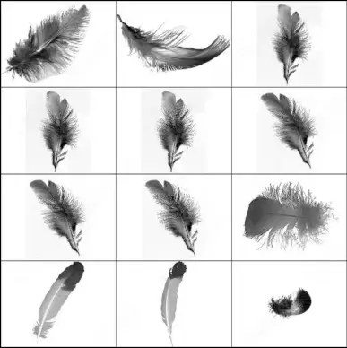 feather brush