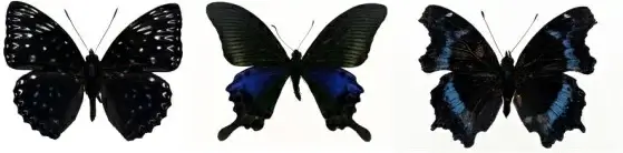 featured butterfly hd 210