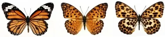 featured butterfly hd 310