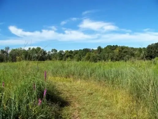 field and trees