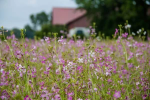 field of flowers