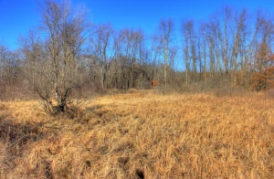 fields and trees on the 400 trail in wisconsin
