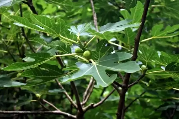 fig tree