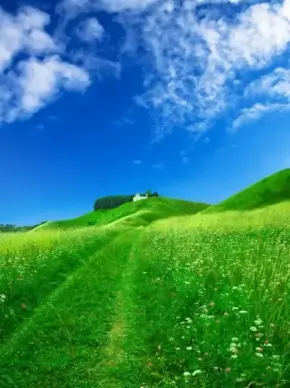 fine grass blue sky hd picture