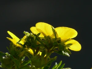 finger shrub bush dasiphora fruticosa