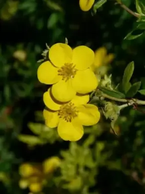 finger shrub flowers yellow